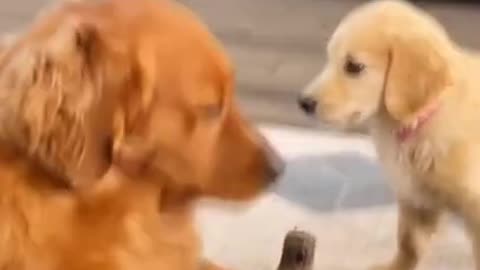Cute funny Animals video The best #Short