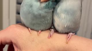 Pretty Parrotlets Preen Eachother