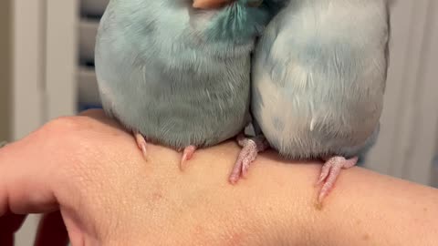 Pretty Parrotlets Preen Eachother