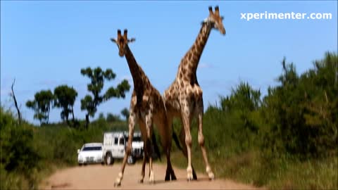 Giraffe video# Giraffe Dance#