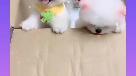 Cuty Dogs funny video