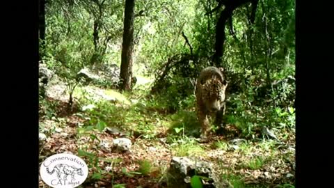 New video captures only known wild jaguar in the U.S.