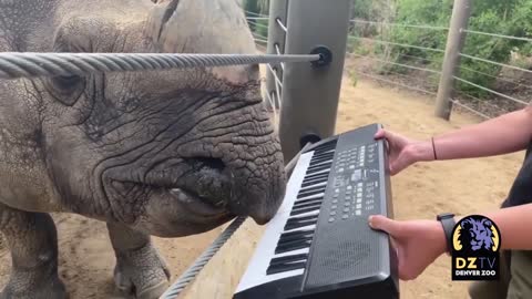 Greater One-Horned Rhino Plays Piano*