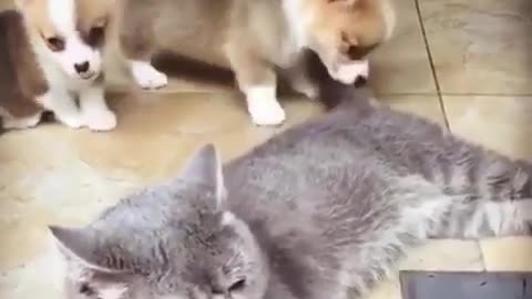 Puppies Playing with Cat' Tail For Fun