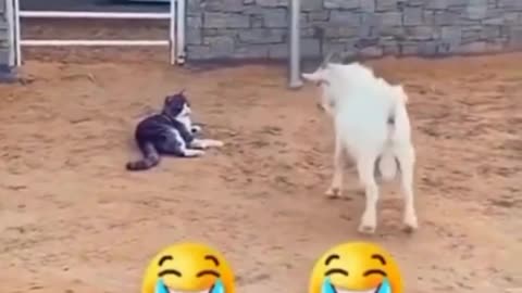 Funny videos of animals