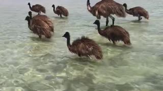 Emu Family Goes for a Swim at Monkey Mia