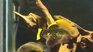 L18 gold nugget pleco