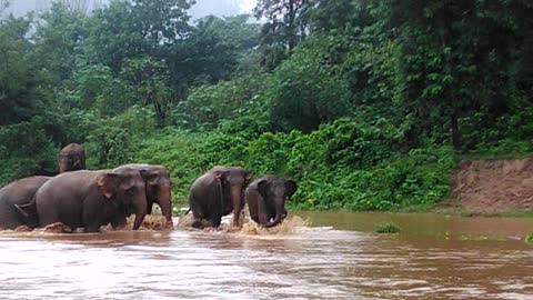 Why did the elephants cross the river?