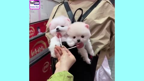 cute adorable puppy world