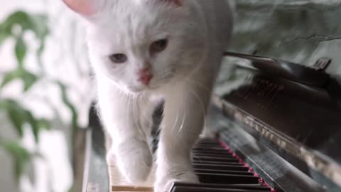 Cat is amazing with a piano