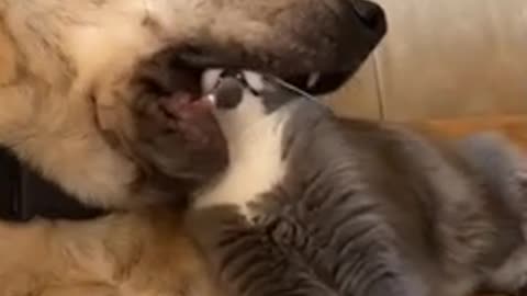 Dog eat cat😨 no… no… They are Friends🐕🐈