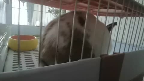 Funny little rabbit adorably prepares for eat time