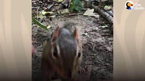 Guy's Best Friends With 14 Wild Chipmunks