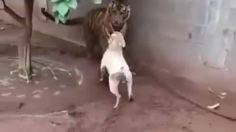 dog vs tiger?