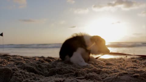 Adorable Jack Russell Puppy Playing On The Beach - Summer Time!