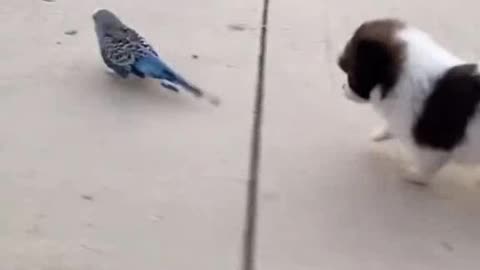 A very "agile" puppy carrying the bird on his back