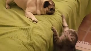 Cat and pug fight on green blanket over bed