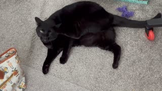 Adopting a Cat from a Shelter Vlog - Cute Precious Piper Stretches with Her Tummy Showing