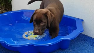 Silly puppy tries to eat leaves in pool