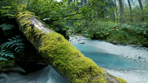 video the beautiful scenery inside forest