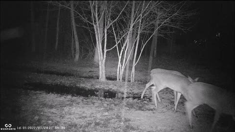 Backyard Trail Cam - Deer Parade