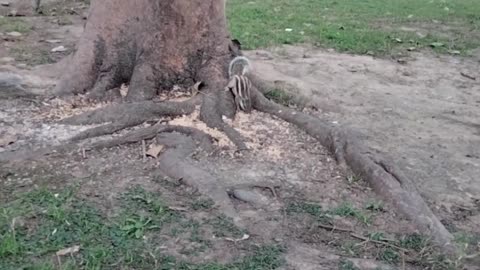 Squirrel 🐿️ Video By Kingdom of Awais