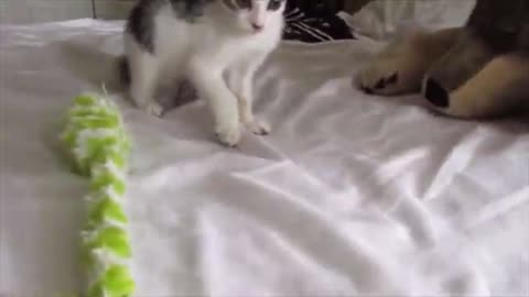 Little Kitten Trying To Be Tough