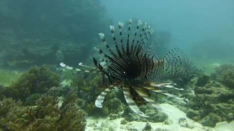 Scuba Diving Panglao Lionfish Balicasag Island | Pata Negra Dive Center