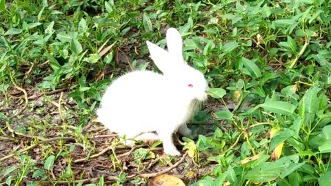 Cute rabbit on the green field: Primitive all liveing