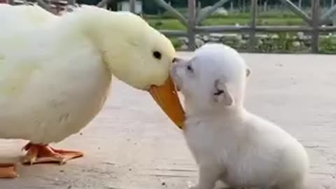 Duck and cute dog playing