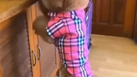 Cute funny dog videos! Gotta love this one.