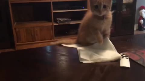 Cute cat 😍 falling on table funny moments 😂