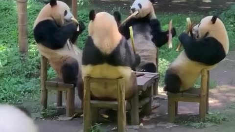 Cute Panda family eating time 😍🥰👍❤️