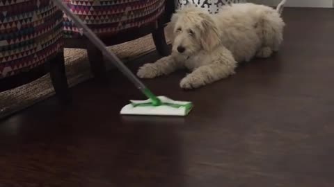 Dog confuses cleaning product for playtime fun