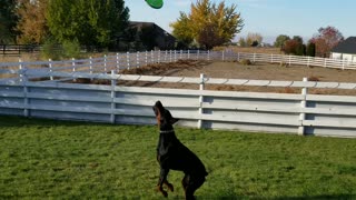 Amadeus getting better at "flying"!