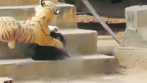 Animal prank superfunny