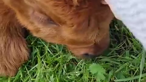 Cute cow fun video