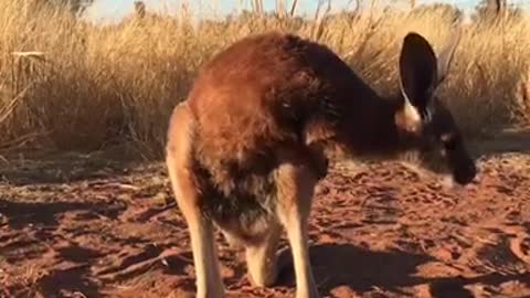 Video Bombing Kangaroo