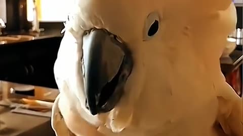 Funny and Naughty moves of Parrot