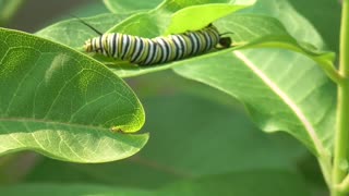 149 Toussaint Wildlife - Oak Harbor Ohio - Monarchs Still Feasting