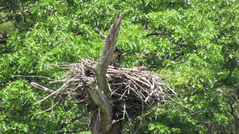 Osprey Nest With 3 Chicks