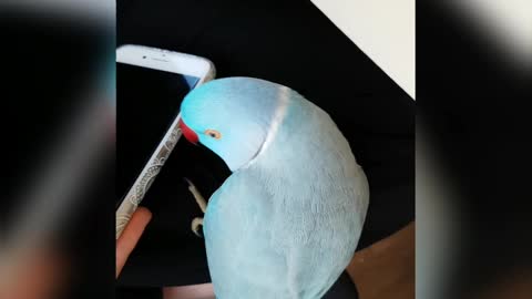 Talking Parrot and His Phone
