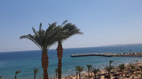 palm and beach in hurghada