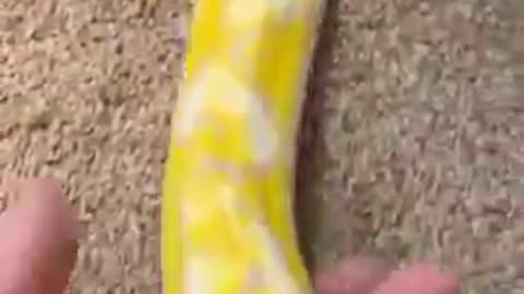 Pet python snack is very beautiful