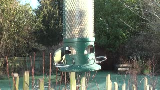 Pigeons Picking Up Some Food From Moving Lighter In Garden