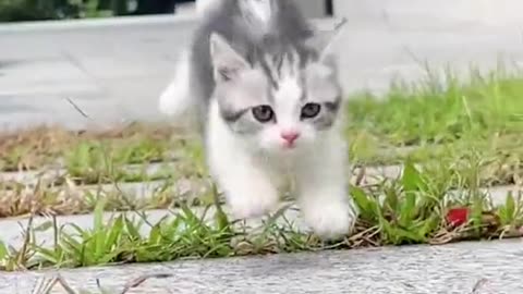 You know, I saw a cute cat while going to school today. Follow the page to get such videos.