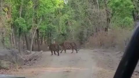 The real Tiger fight
