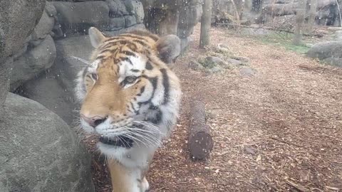 Tiger want to say hello