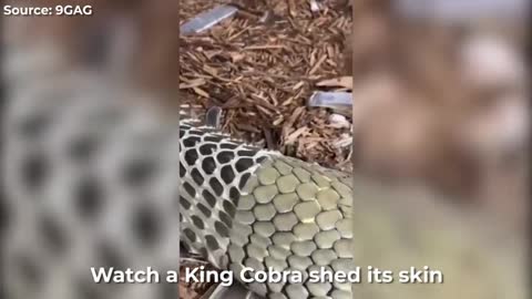 A king Cobra shed it's skin