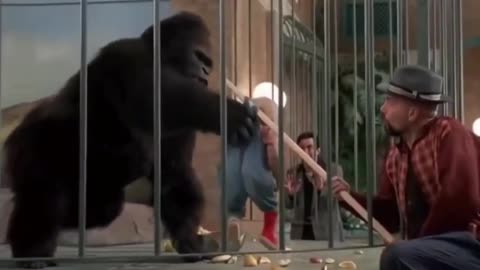 Comedy chimpanzee
